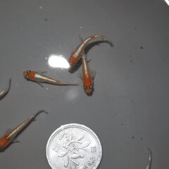 メダカ　レッドクリフ紅白稚魚　10匹の画像