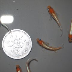 メダカ　レッドクリフ紅白稚魚　10匹の画像