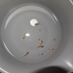 メダカ　レッドクリフ紅白稚魚　10匹の画像