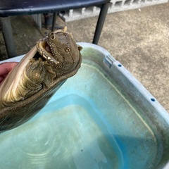 元気　スッポン　の画像