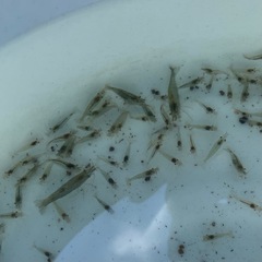 【今だけ増量中！30匹＋5匹セット】ミナミヌマエビの画像