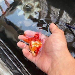 琉金　3匹　金魚の画像