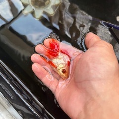 琉金　3匹　金魚の画像