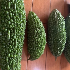 ゴーヤの画像