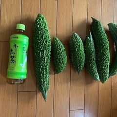 ゴーヤの画像