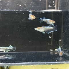 レッドクリフダーク オス2メス3
の画像