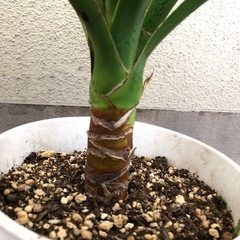 植木鉢のままお渡し　大きめ観葉植物　ユッカエレファンティペス　青年の樹　の画像