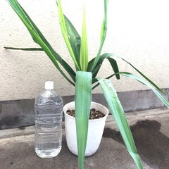 植木鉢のままお渡し　大きめ観葉植物　ユッカエレファンティペス　青年の樹　の画像