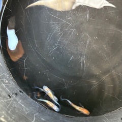 三色ラメ松井ヒレ長　画像の個体全ての画像
