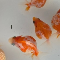 金魚 ピンポンパール 当歳の画像