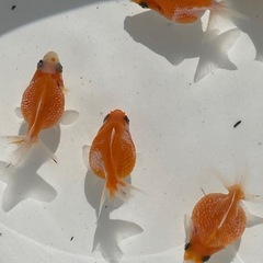 金魚 ピンポンパール 当歳の画像