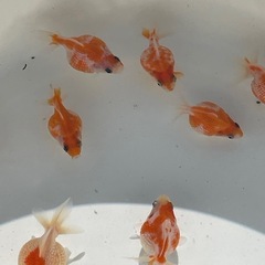 金魚 ピンポンパール 当歳の画像