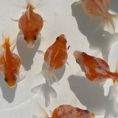 金魚 ピンポンパール 当歳の画像