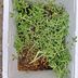 ランキングキーワードに紐づく投稿画像-多肉植物