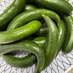 新鮮曲がりきゅうりの画像
