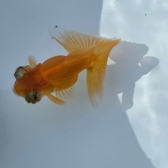 (終了)金魚 蝶尾 当歳の画像