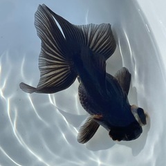 (終了)金魚 蝶尾 当歳の画像