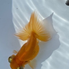 (終了)金魚 蝶尾 当歳の画像