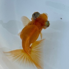 (終了)金魚 蝶尾 当歳の画像