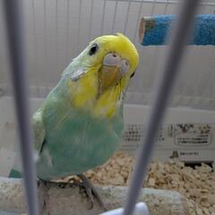 セキセイインコ エメラルドグリーン
