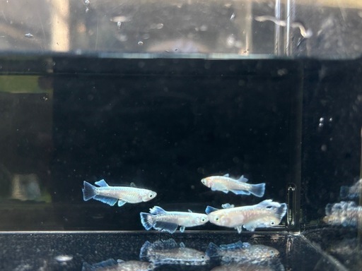 エデンモルフォ　オス2メス3 メダカ