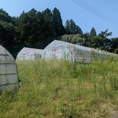 ビニールハウスの骨組み 4棟分の画像