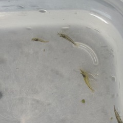 ミナミヌマエビ 複数匹セット🌱 水槽のコケ取り・掃除に！の画像