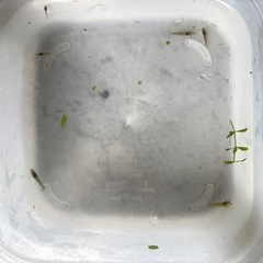 ミナミヌマエビ 複数匹セット🌱 水槽のコケ取り・掃除に！の画像