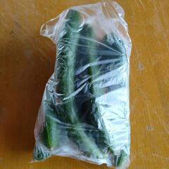 採れたて野菜の画像