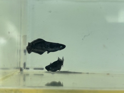 濡烏　1ペア　メダカ