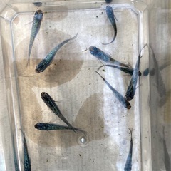 (親-ネプチューンからの子-11匹の画像