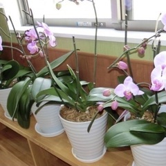 観葉植物　蘭の画像