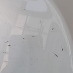 サンセット極龍メダカの稚魚10匹＋1匹の画像