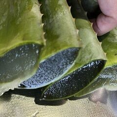 アロエベラ約500g　捌いて食用にどうぞ！の画像