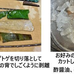 アロエベラ約500g　捌いて食用にどうぞ！の画像