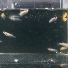 和墨RLF因子入り　1ペアの画像