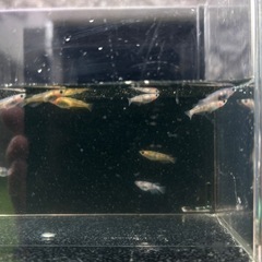 和墨RLF因子入り　1ペアの画像