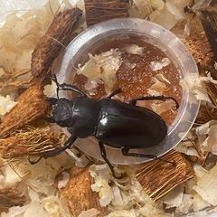 ミヤマクワガタ 天然採集 WD ♀37mmの画像