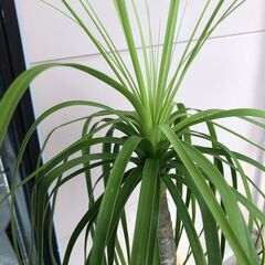 ▼ 観葉植物 徳利蘭 トックリラン  樹高 110cm 現状渡しの画像