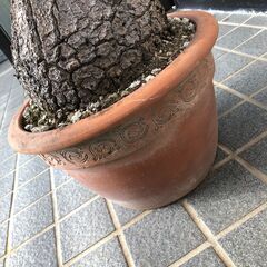 ▼ 観葉植物 徳利蘭 トックリラン  樹高 110cm 現状渡しの画像