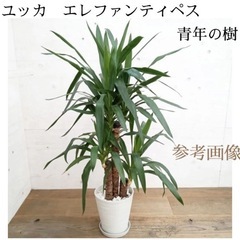 植木鉢のままお渡し　大きめ観葉植物　ユッカエレファンティペス　青年の樹　の画像