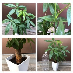 植木鉢のままお渡し　大きめパキラ　太幹　新芽成長中の画像