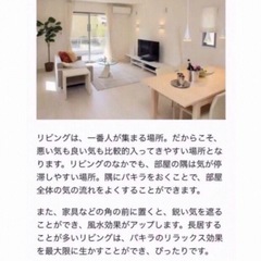 植木鉢のままお渡し　大きめパキラ　太幹　新芽成長中の画像