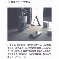 植木鉢のままお渡し　大きめパキラ　太幹　新芽成長中の画像