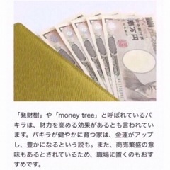 植木鉢のままお渡し　大きめパキラ　太幹　新芽成長中の画像