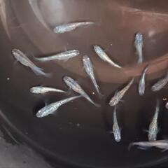 ネプチューン　若魚　１７匹　　　　　　　　　　　　　　　　　　　　　　　　　　　　2025.8.26の画像