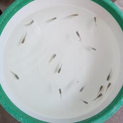 ネプチューン　若魚　１７匹　　　　　　　　　　　　　　　　　　　　　　　　　　　　2025.8.26の画像