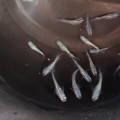 ネプチューン　若魚　１７匹　　　　　　　　　　　　　　　　　　　　　　　　　　　　2025.8.26の画像
