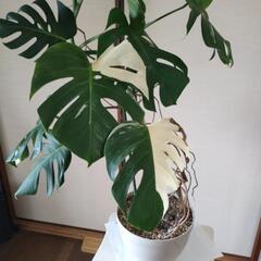 斑入りモンステラ　高さ124cm☓横77cmの画像