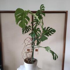 斑入りモンステラ　高さ124cm☓横77cmの画像